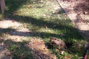 Landscaping Drip System Underground Repairs - Landscaping