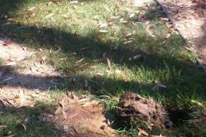 Landscaping Drip System Underground Repairs - Landscaping