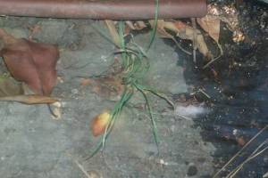 Landscaping Drip System Underground Repairs - Landscaping