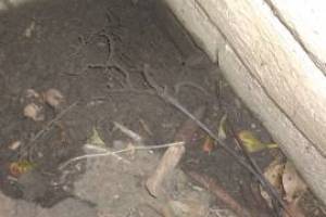 Landscaping Sprinkler Broken Pipe Repair - Landscaping