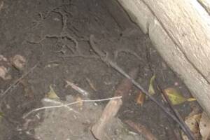 Landscaping Sprinkler Broken Pipe Repair - Landscaping