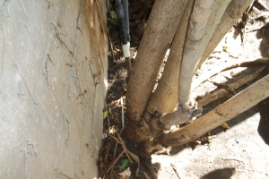Landscaping Sprinkler Broken Pipe Repair - Landscaping