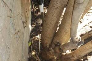 Landscaping Sprinkler Broken Pipe Repair - Landscaping