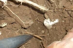 Landscaping Sprinkler Broken Pipe Repair - Landscaping