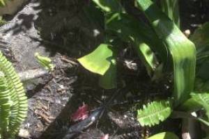 Landscaping Sprinkler Broken Pipe Repair - Landscaping