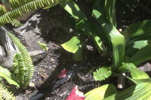 Landscaping Sprinkler Broken Pipe Repair - Landscaping