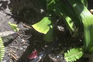 Landscaping Sprinkler Broken Pipe Repair - Landscaping