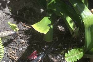 Landscaping Sprinkler Broken Pipe Repair - Landscaping