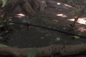 Landscaping Sprinkler Broken Pipe Repair - Landscaping