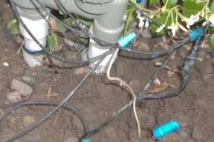 Landscaping Sprinkler Drip System Wiring Repair - Landscaping