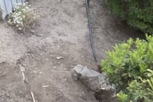 Landscaping Sprinkler Drip System Wiring Repair - Landscaping