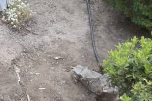 Landscaping Sprinkler Drip System Wiring Repair - Landscaping