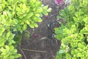 Landscaping Sprinkler Drip System Wiring Repair - Landscaping