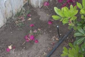 Landscaping Sprinkler Drip System Wiring Repair - Landscaping