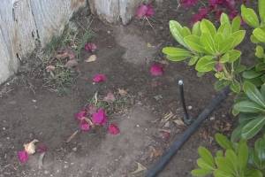 Landscaping Sprinkler Drip System Wiring Repair - Landscaping
