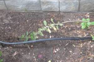 Landscaping Sprinkler Drip System Wiring Repair - Landscaping