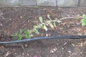 Landscaping Sprinkler Drip System Wiring Repair - Landscaping