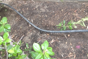 Landscaping Sprinkler Drip System Wiring Repair - Landscaping