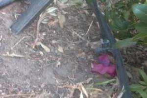 Landscaping Sprinkler Drip System Wiring Repair - Landscaping