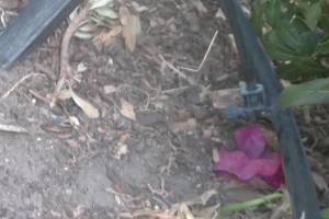Landscaping Sprinkler Drip System Wiring Repair - Landscaping