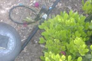 Landscaping Sprinkler Drip System Wiring Repair - Landscaping