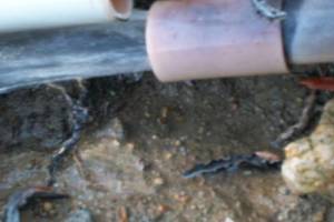 Landscaping Sprinkler Pressure Valve Replace - Landscaping