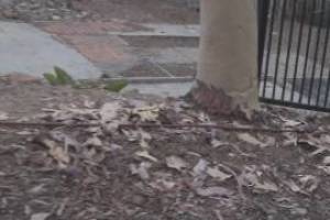 Landscaping Sprinkler System Time Replace - Landscaping
