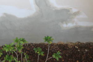 Painting Stucco Home Patching Repairs - Painting