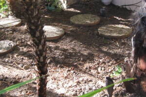 Plumbing Toilet Main Sewer Line Repair - Plumbing