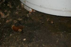 Plumbing Water Heater Replaced Repairs - Plumbing