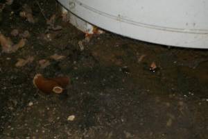 Plumbing Water Heater Replaced Repairs - Plumbing