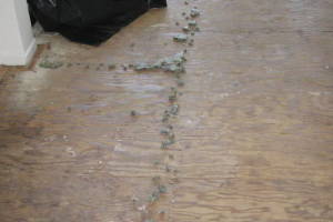 Repair Apartment Carpet Removal Stairs Paint - Repair