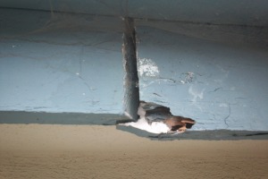 Repair Apartment Fascia Damage Repaint - Repair