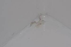 Repair Apartment Turnover Paint Caulking Touchups - Repair