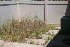 Repair Handyman Weed Trim Cleanup - Repair
