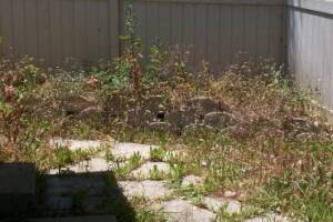 Repair Handyman Weed Trim Cleanup - Repair