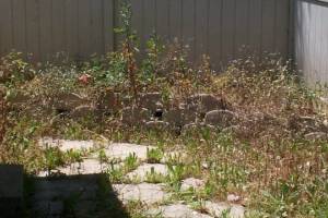 Repair Handyman Weed Trim Cleanup - Repair