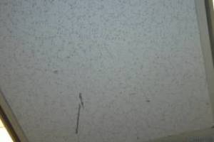 Repair Drop Ceiling Stained Replaced - Repair