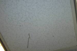 Repair Drop Ceiling Stained Replaced - Repair