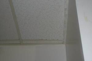 Repair Drop Ceiling Stained Replaced - Repair
