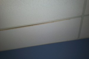 Repair Drop Ceiling Stained Replaced - Repair