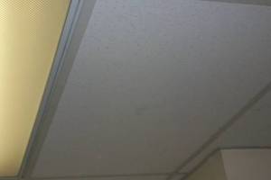 Repair Drop Ceiling Whole Office Replaced - Repair