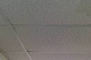 Repair Drop Ceiling Whole Office Replaced - Repair