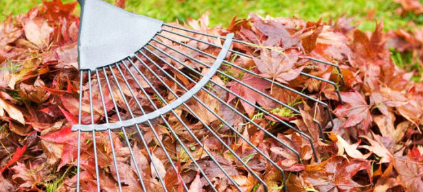 Close-up of leaves being raked