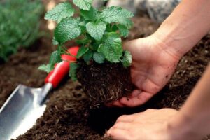 Hands planting herb into soil with gardening trowel lying on ground