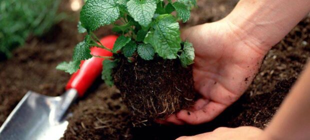 Hands planting herb into soil with gardening trowel lying on ground