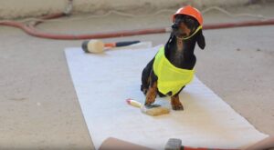 Clueless dachshund in little safety vest and hard hat.