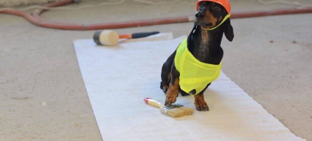 Dachshund in little safety vest and hard hat.