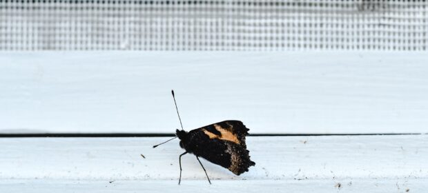 Butterfly on window sill, by window screen