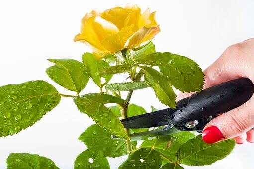 Pruning a rose